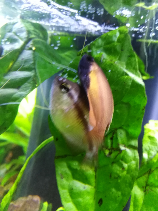 Photographie du post de DFish 