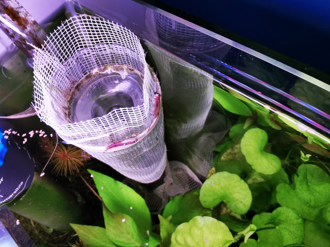 La cité de la peur... Je crois que nous avons à faire à un serial killer... 
1er vrai problème en 1 an avec mon tetraodon qui a décidé aujourd'hui de dézinguer 4 boraras...
Dégouté... Si cela se poursuit je proposerais Croquette à l'adoption...