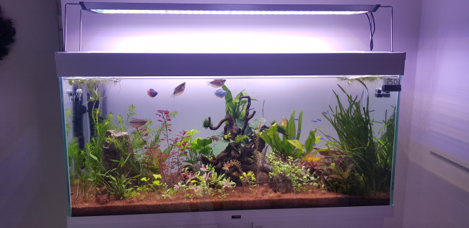 Photo de cette semaine Depuis la dernière fois : 
-Nouvelle plante verte/rosé en avant plant. 
-J'ai déplacé l'egeria sur les côtés. 
-J'ai redescendu mon kh à 4. 
-J'ai installé un chauffage externe (merci la boutique fishfish). 
-J'ai aussi nettoyé tous les tuyaux.. sûrement le truc le plus relou 
- j'ai rajouté une cachette noix de coco pour les poissons