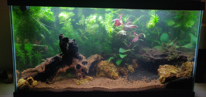Réorganisation des plantes / decors - Réorganisation de la racine principale afin de jouer sur la profondeur.

- Création d'une petite cachette/grotte avec la racine de droite

- Mise en avant des reineckii et Anubias qui étaient cachées par les plantes à pousse rapide