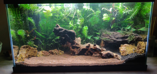 Réorganisation des plantes / decors - Réorganisation de la racine principale afin de jouer sur la profondeur.

- Création d'une petite cachette/grotte avec la racine de droite

- Mise en avant des reineckii et Anubias qui étaient cachées par les plantes à pousse rapide