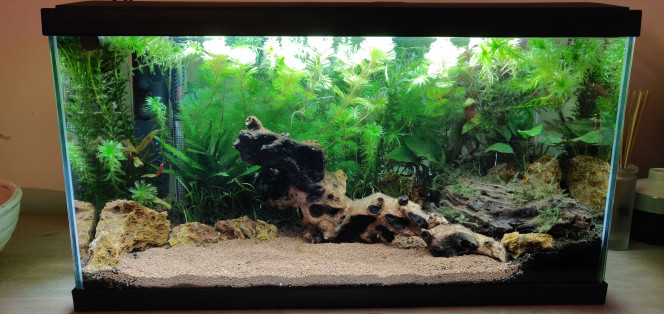 Réorganisation des plantes / decors - Réorganisation de la racine principale afin de jouer sur la profondeur.

- Création d'une petite cachette/grotte avec la racine de droite

- Mise en avant des reineckii et Anubias qui étaient cachées par les plantes à pousse rapide