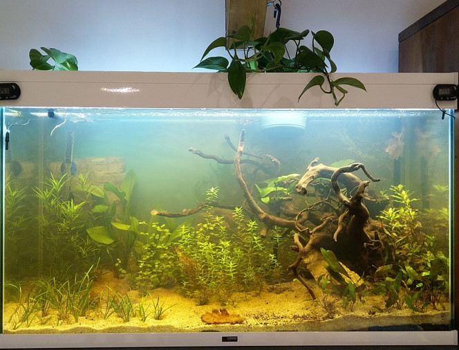 J+13 J+13 après mise en eau il commence à perdre son "laiteux" du départ.
Et les plantes poussent chacune a leur rythme