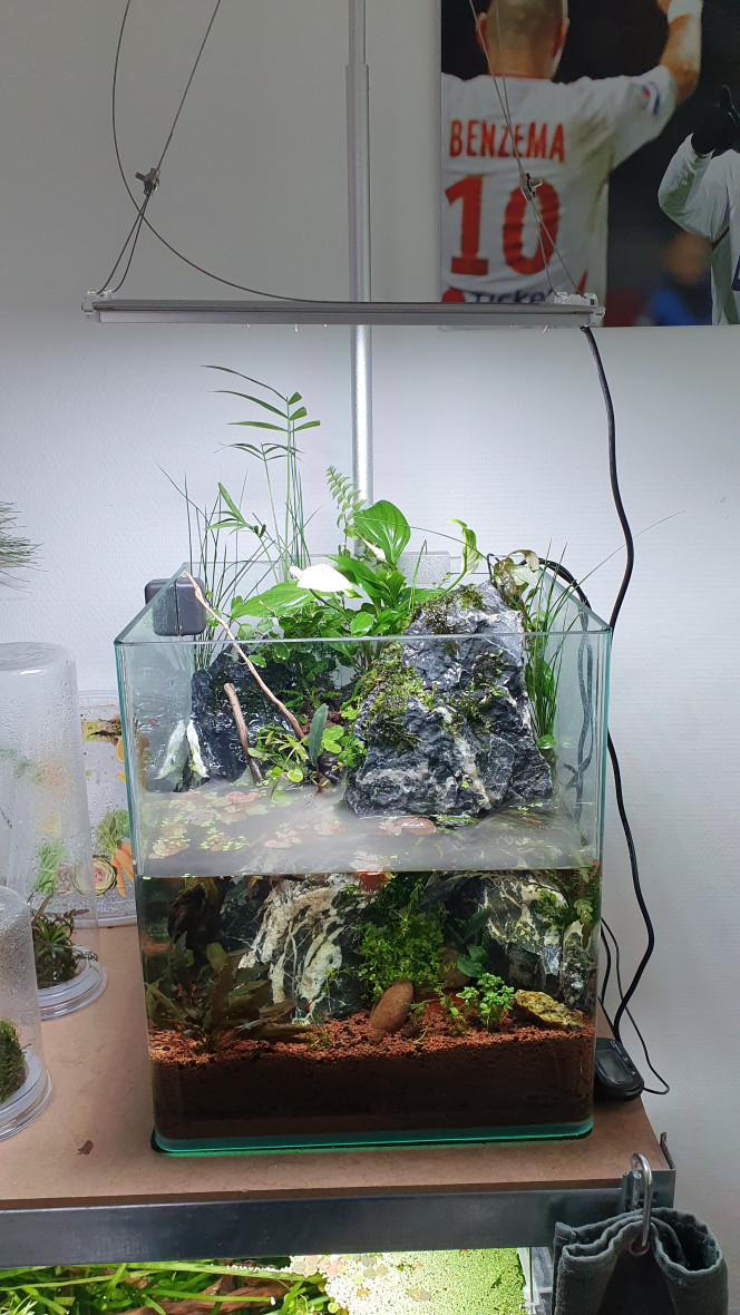 30l cascade Le 30l cascade est presque finis, quelque révisions a faire sur la surverse cacher derrière et quelque plantes à rajouter et ce seras plutôt pas mal :)