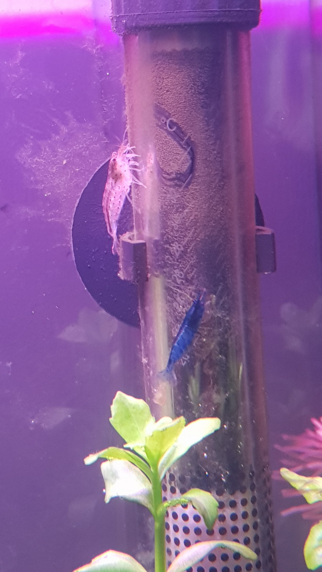 Les nouvelles crevettes Elles sont enfin arrivés et vague à leur occupations tranquillement, un magnifique bleu pour les blue velvet !