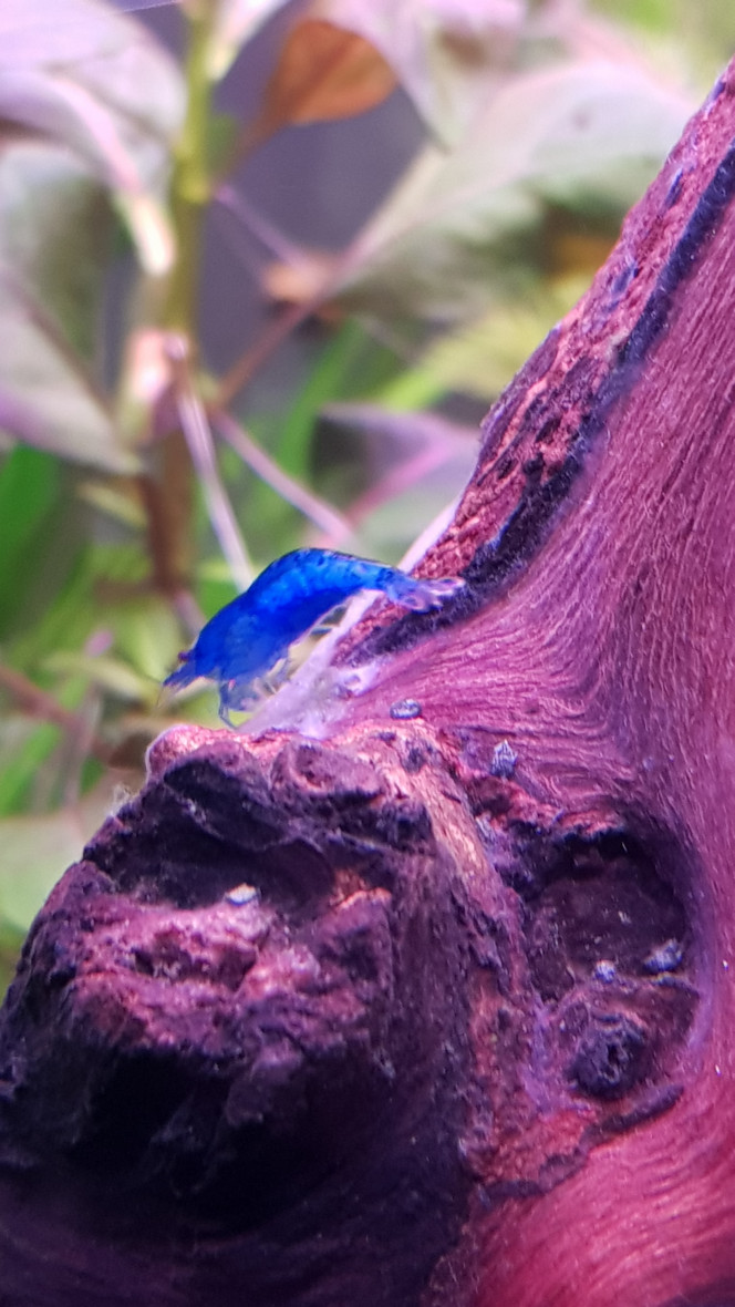 Les nouvelles crevettes Elles sont enfin arrivés et vague à leur occupations tranquillement, un magnifique bleu pour les blue velvet !