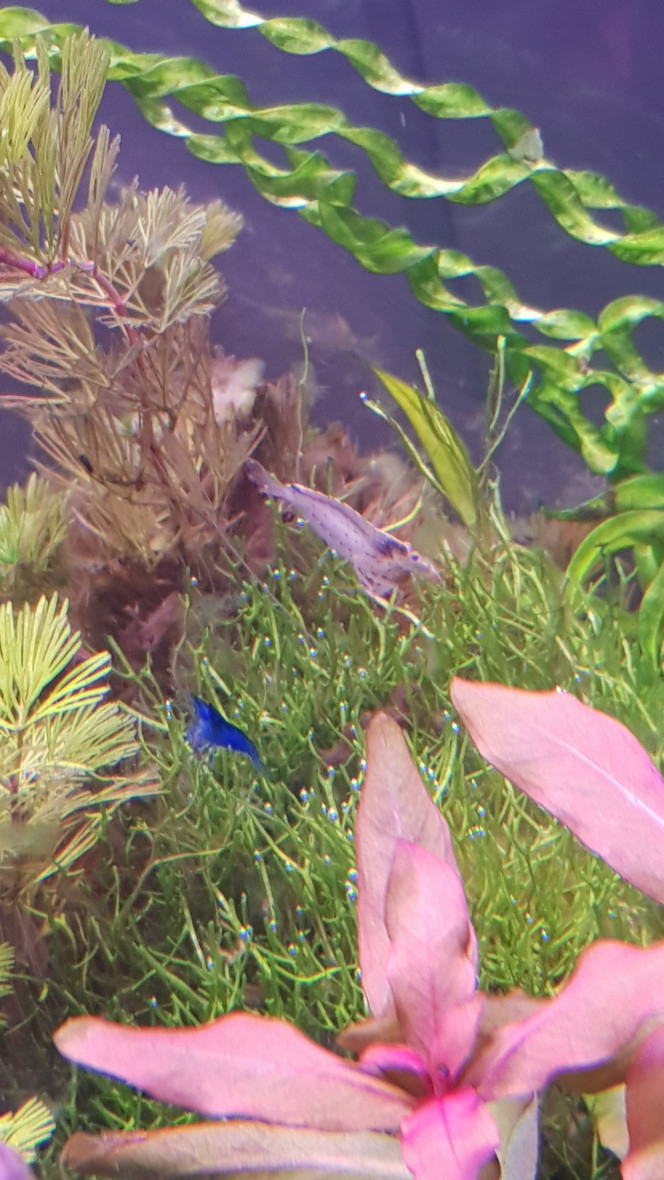 Les nouvelles crevettes Elles sont enfin arrivés et vague à leur occupations tranquillement, un magnifique bleu pour les blue velvet !
