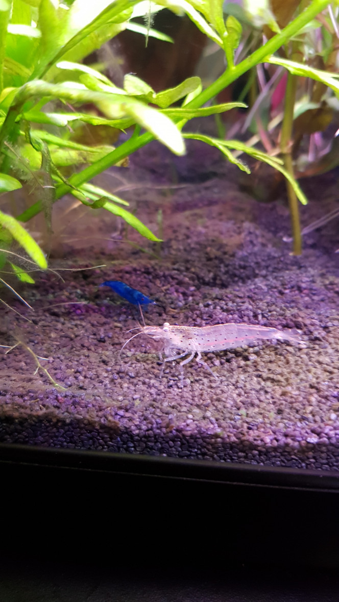 Les nouvelles crevettes Elles sont enfin arrivés et vague à leur occupations tranquillement, un magnifique bleu pour les blue velvet !