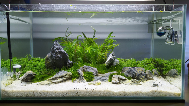 Mise en eau ! Pas de CO2 allumé, mon adaptateur n'a pas le bon. Filetage ... ?
J'en reçois un mercredi. 3 jours sans CO2 ça ira.

J'ai finalement mis un "Bosquet" comme j'avais en idée principale. Le bonsaï était une super idée mais galère à construire et le prix de la dissidents fontanus m'a un peu découragé aussi ?.