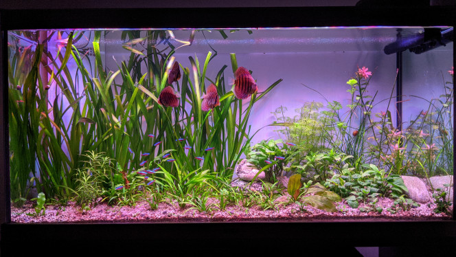 Les bébés discus vont bien... Bientôt sur le départ .?... Après le changement d'eau ce vendredi, et petit trimming ce dimanche: relevé de paramètre, mon NO3 est inférieur à mon eau du robinet.... Erreur? Mon réfugium est un truc de malade? Ou je rève (je n'avais jamais vu cà)?