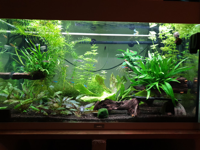 Jungle Eau osmosée 
Kit Co2
Racine de mangrove
Ardoise
Rampe LED helialux