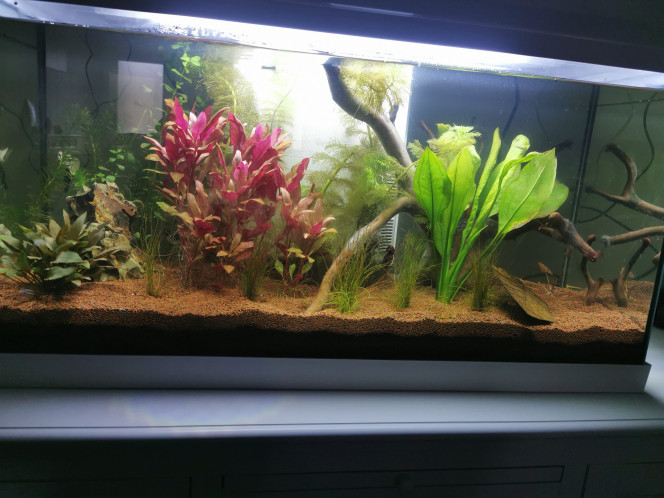 Aquarium complet 