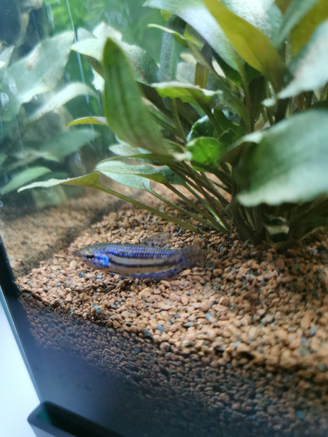 Betta alien blue femelle 2 