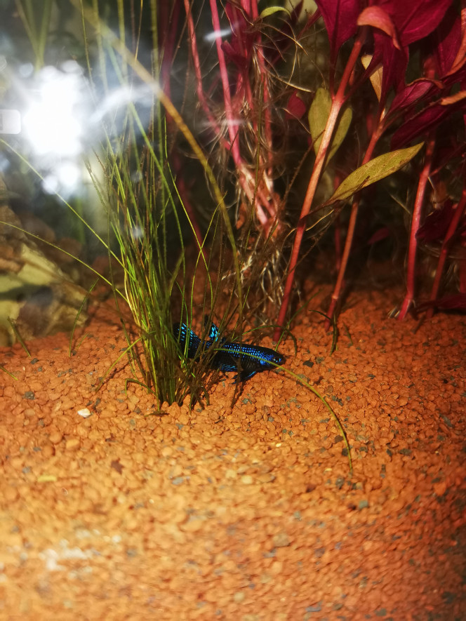Betta alien blue male 