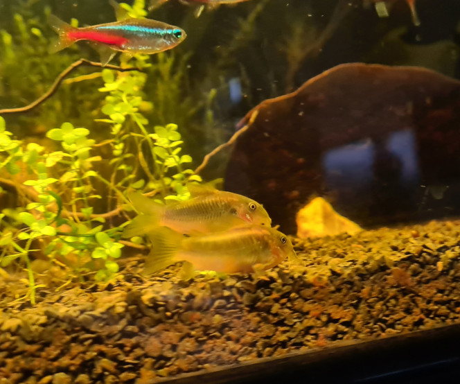 Arrivée cory Arrivé de 6 corydoras melanotaenia on va voir pour augmenter le groupe plus tard mais pour le moment ils ont l'air bien et explore l'aquarium ! Ils sont vraiment magnifiques et bien actifs ?