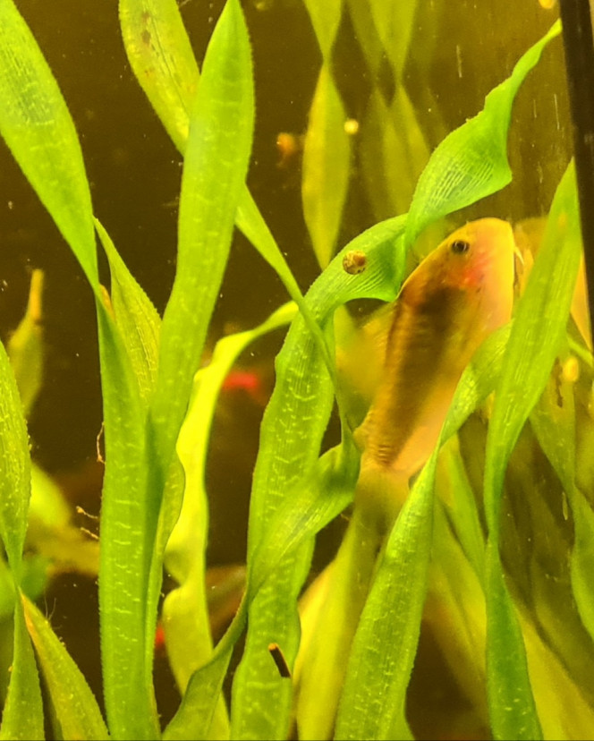 Arrivée cory Arrivé de 6 corydoras melanotaenia on va voir pour augmenter le groupe plus tard mais pour le moment ils ont l'air bien et explore l'aquarium ! Ils sont vraiment magnifiques et bien actifs ?