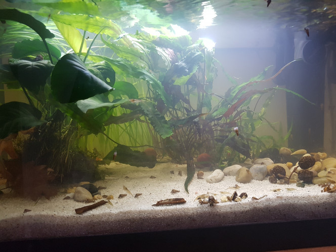 Chez les Corys Évolution post déménagement...

Ajout des corys et des racines à venir. :)