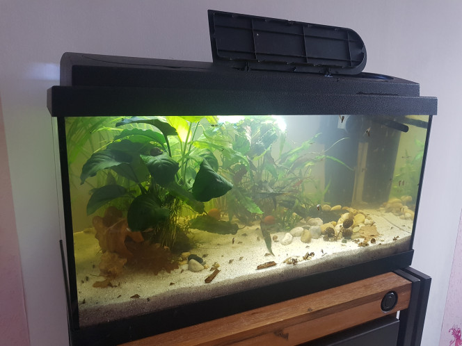 Chez les Corys Évolution post déménagement...

Ajout des corys et des racines à venir. :)