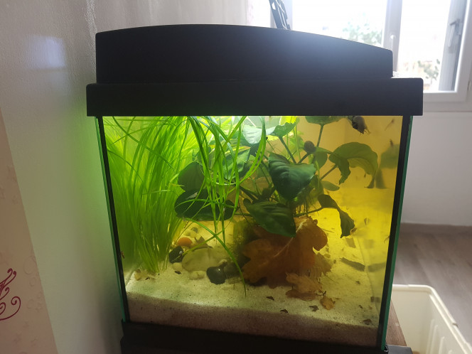 Chez les Corys Évolution post déménagement...

Ajout des corys et des racines à venir. :)