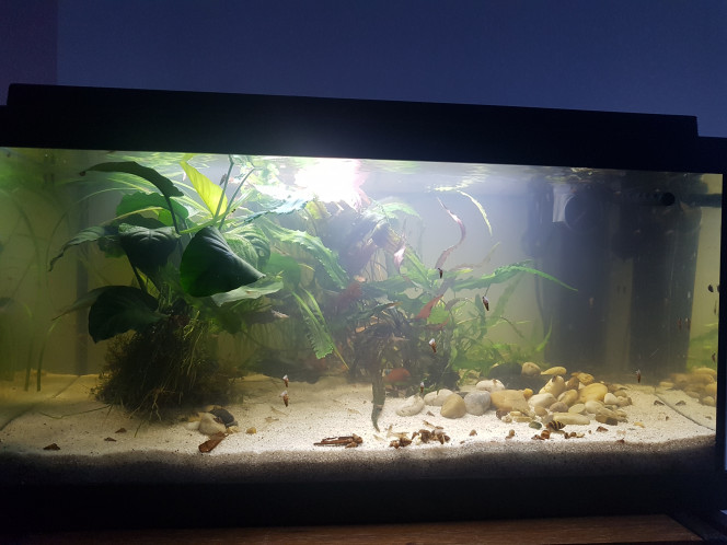Chez les Corys Évolution post déménagement...

Ajout des corys et des racines à venir. :)