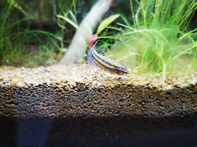 Betta alien blue  femelle 