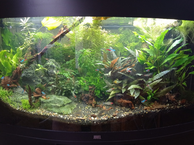 Hésitation J enlève la grosse pierre de gauche qu on voit pas trop pour laisser plus de place à l echino et un peu plus d espace pour les corys ?

Si oui avez vous une idée de plante originale (sans CO2 qui reste petite vers 15-20 cm max ?