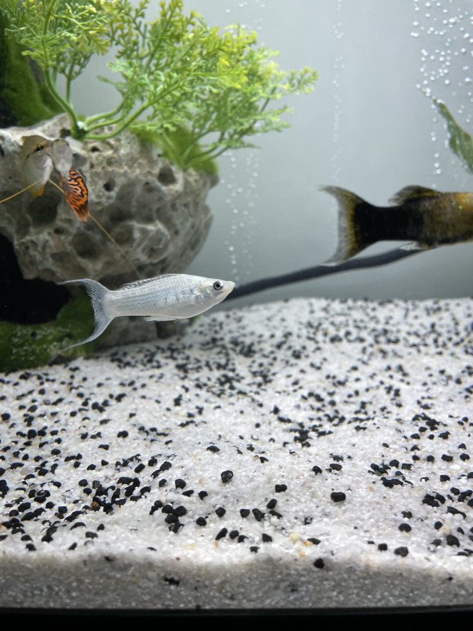 Photographie du post de Guppy2b 