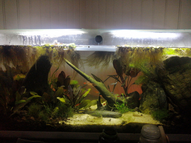 Eau douce low tech Introduction de 6 nouveaux cory pygmée et de 5 tetra amande pour gonfler les bancs. Qui passent de 12 et 16.
Plus rajout de 6 crevettes red cherry, il en restait que 2 ou 3 apres une hécatombe cette été.