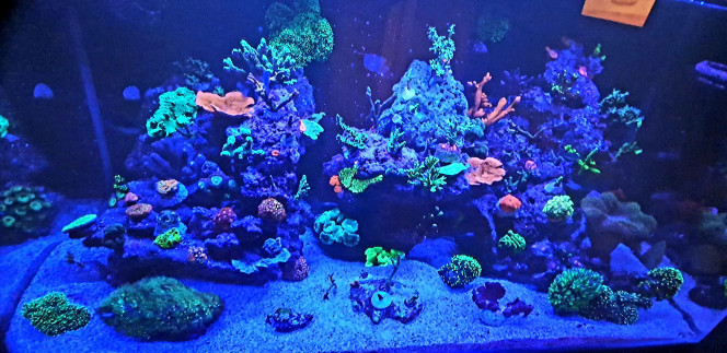 Petit photo du soir avec nouvelle souche de coraux 