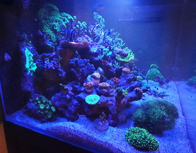 Petit photo du soir avec nouvelle souche de coraux 
