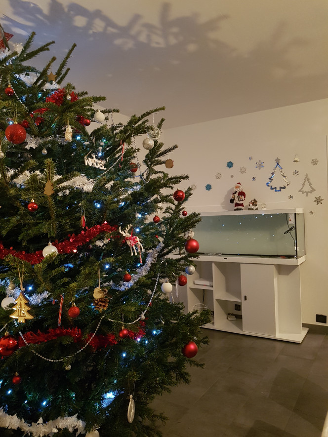 Parce que c'est bientôt noël... Ici aussi !

On nous a livré par erreur un sapin de 3m de haut... y'a fallu en couper un morceau... ^^"

L'aqua attends sagement que le sable, les racines et les roches arrivent... :)