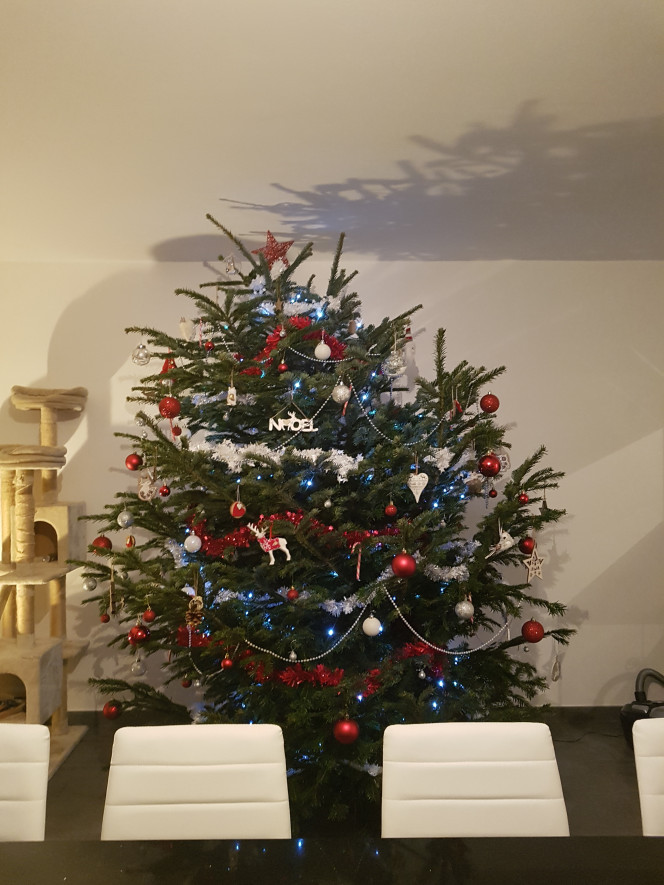 Parce que c'est bientôt noël... Ici aussi !

On nous a livré par erreur un sapin de 3m de haut... y'a fallu en couper un morceau... ^^"

L'aqua attends sagement que le sable, les racines et les roches arrivent... :)