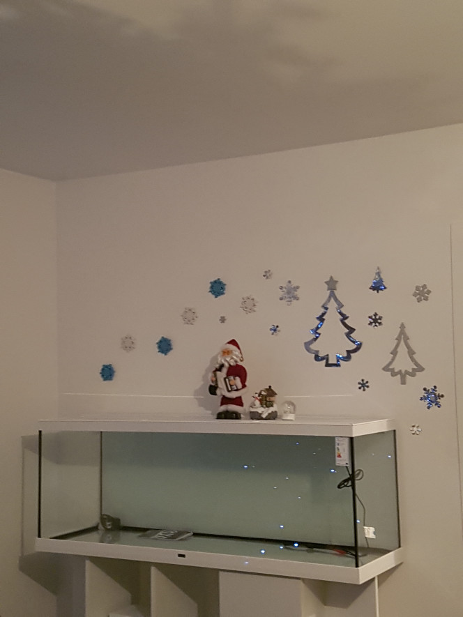Parce que c'est bientôt noël... Ici aussi !

On nous a livré par erreur un sapin de 3m de haut... y'a fallu en couper un morceau... ^^"

L'aqua attends sagement que le sable, les racines et les roches arrivent... :)