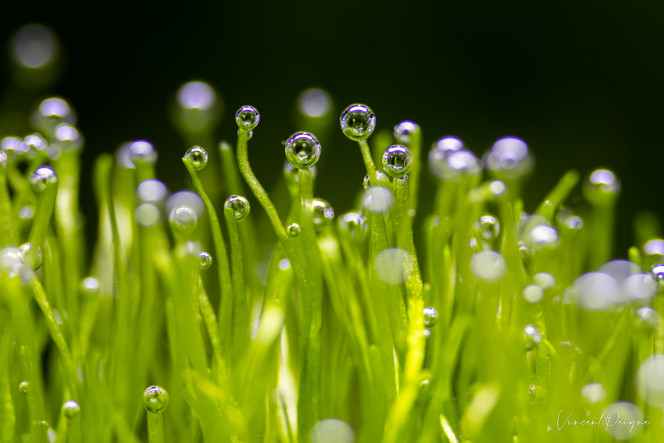 Photographie du post de AwesomeSince82 
