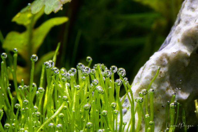 Photographie du post de AwesomeSince82 