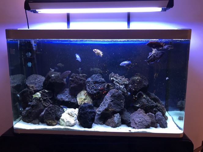 Aqua Malawi Fluval osaka 320 
En route depuis plusieurs années