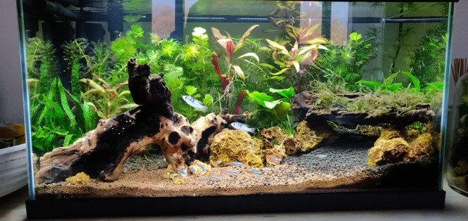 Aquarium Amazonien et habitants Premières photos du bac avec sa population ! 

Après plus d'un mois de cyclage et d'attente... Les voilà enfin !!!

Manque les petites CPO qui se cachent sur la 2eme !