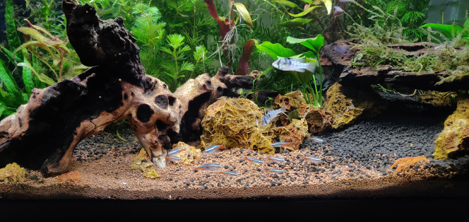 Aquarium Amazonien et habitants Premières photos du bac avec sa population ! 

Après plus d'un mois de cyclage et d'attente... Les voilà enfin !!!

Manque les petites CPO qui se cachent sur la 2eme !