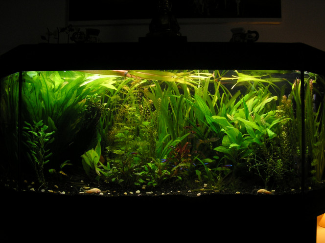 Dernière année aqua avec co2 Dernière année belle pousse de l'aqua avec co2 et engrais Dennerle