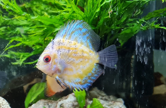 Snob -Discus 6-7 cm
Botanic le 15.12.2020
