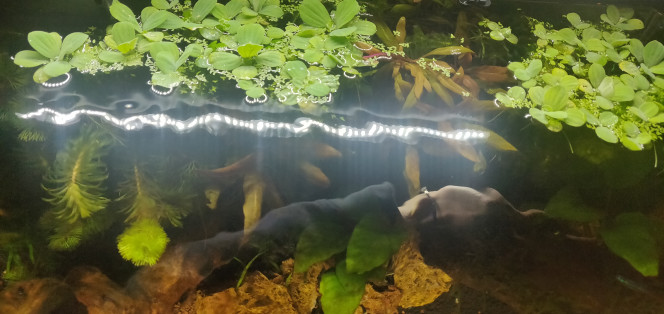 Ajout de plantes flottantes Ajout de Pistias Stratiotes (laitues d'eau) et des Lemna minor (lentilles d'eau) le but étant de recouvrir une bonne partie de l'aquarium afin de tamiser un peu la luminosité.