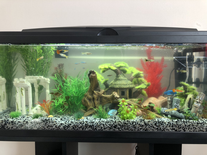 L'aquarium dans ses débuts 