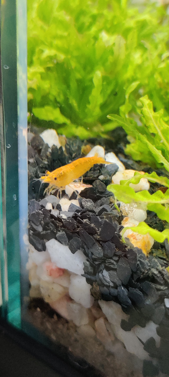 Les crevettes ❤️ Arrivée des petites crevettes dans l'aquarium... La Crystal Red était toute seule chez le vendeur, je l'ai prise avec les autres ! Tout le monde se porte très bien et fait sa petite vie dans les plantes ?