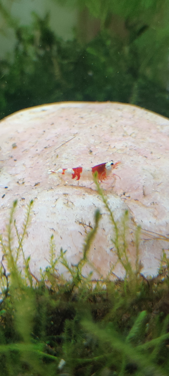 Les crevettes ❤️ Arrivée des petites crevettes dans l'aquarium... La Crystal Red était toute seule chez le vendeur, je l'ai prise avec les autres ! Tout le monde se porte très bien et fait sa petite vie dans les plantes ?