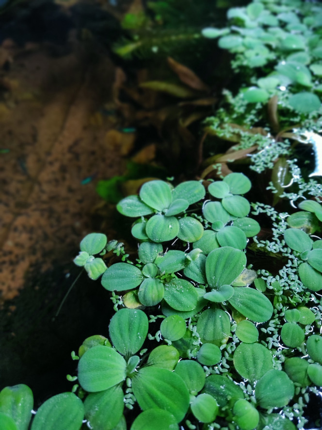 Pistias et lentilles d'eau J'ai l'impression qu'elles se portent bien ! Et cela finit vraiment l'aquarium... trop envie d'ouvrir le couvercle pour en profiter... malheureusement le chat n'est pas du même avis...