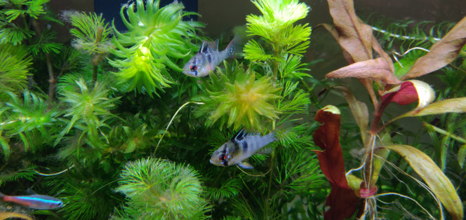 Couple de Ramirezi en pleine balade Premiers clichés des Ramirezi dans leur nouvel habitat ! Un émerveillement à chaque fois que je regarde l'aquarium !