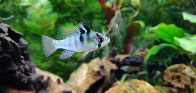 Ramirezi mâle en pleine balade Premiers clichés des Ramirezi dans leur nouvel habitat ! Un émerveillement à chaque fois que je regarde l'aquarium !