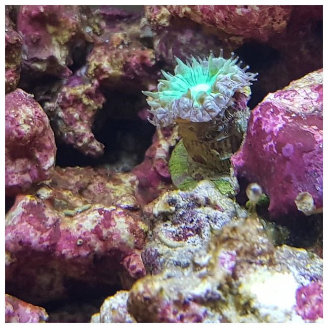 Blastomussa Wellsi 