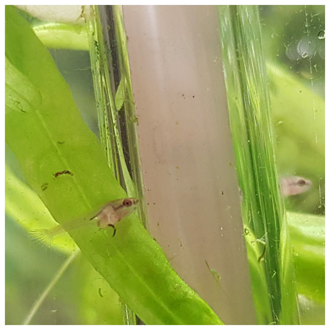 Betta Splendens - 13 jours 