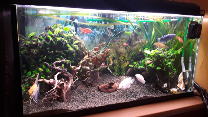 Mon aquarium Je prend une photo de l'aquarium pour pouvoir comparer l'évolution dans quelques semaines suite à  l'ajout de produit engrais pour plantes.